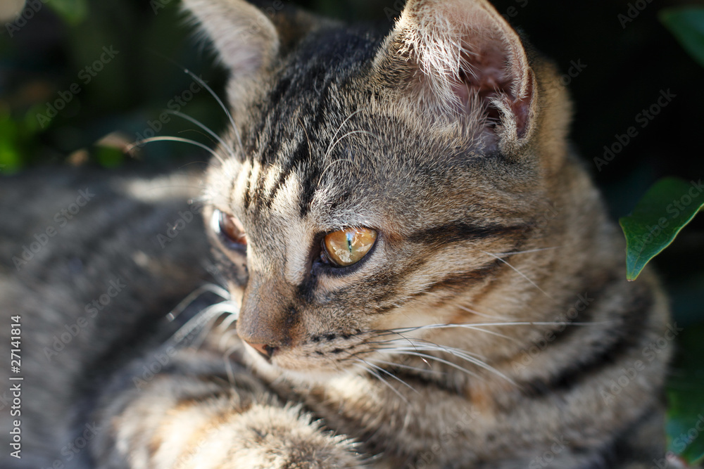 子猫の横顔 子猫の横顔