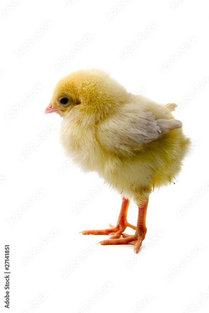 Fototapeta premium Yellow chicken