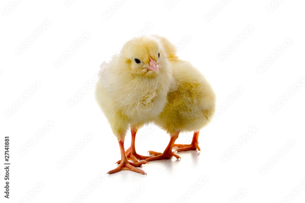 Yellow chickens Yellow chickens