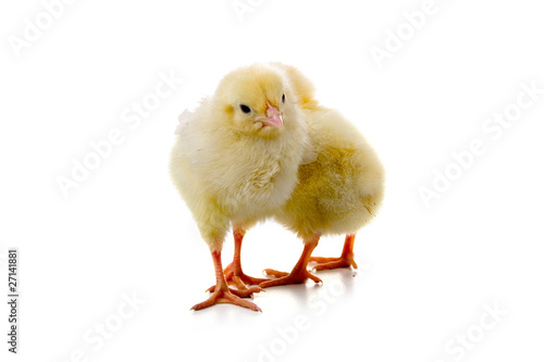 Wallpaper Mural Yellow chickens Torontodigital.ca