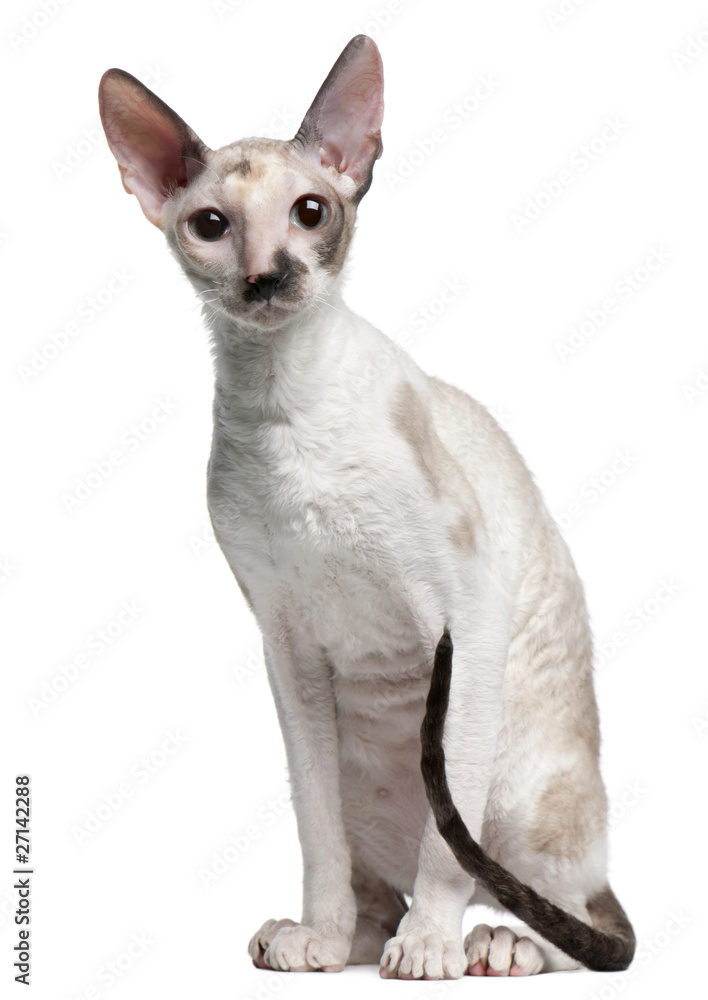 Cornish Rex cat, 7 months old, sitting Cornish Rex cat, 7 months old, sitting