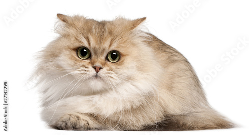 British Longhair cat, 3 years old, lying
