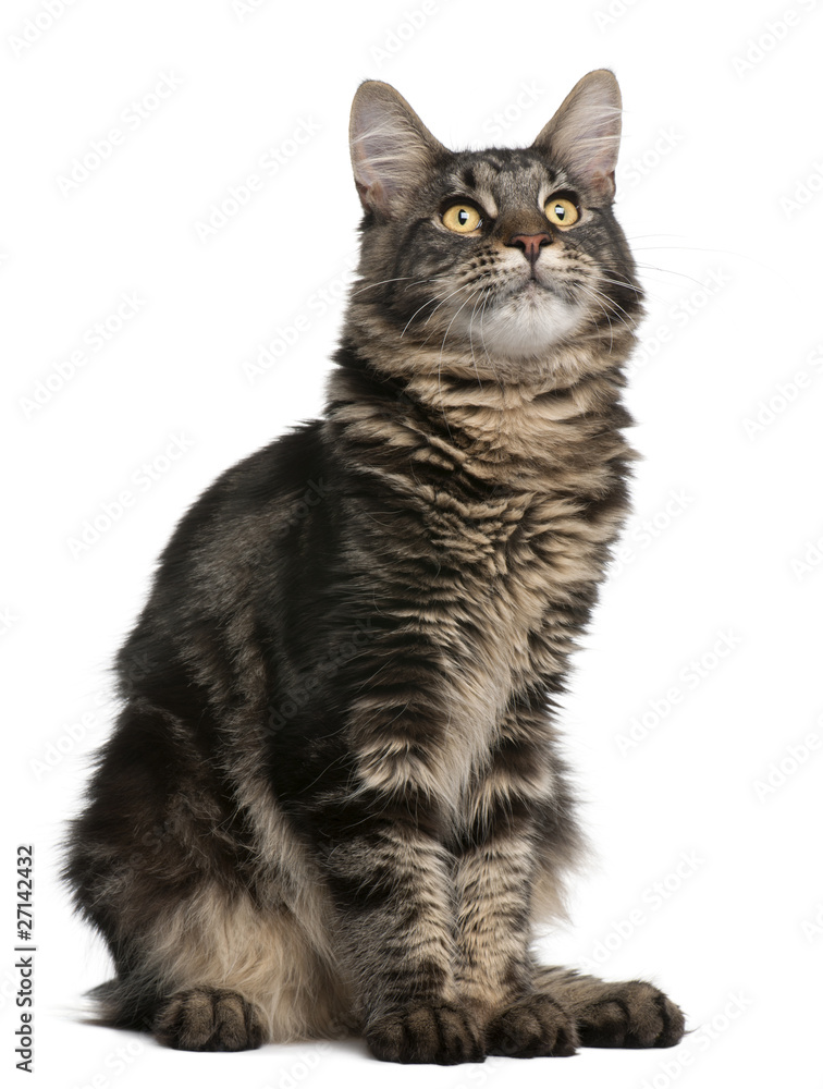 Fototapeta premium Maine Coon cat, 6 months old, sitting