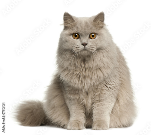 Obraz na plátne British longhair cat, 8 months old, sitting