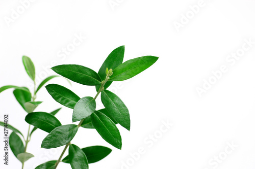 leaf of the olive