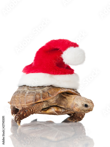 christmas turtle.