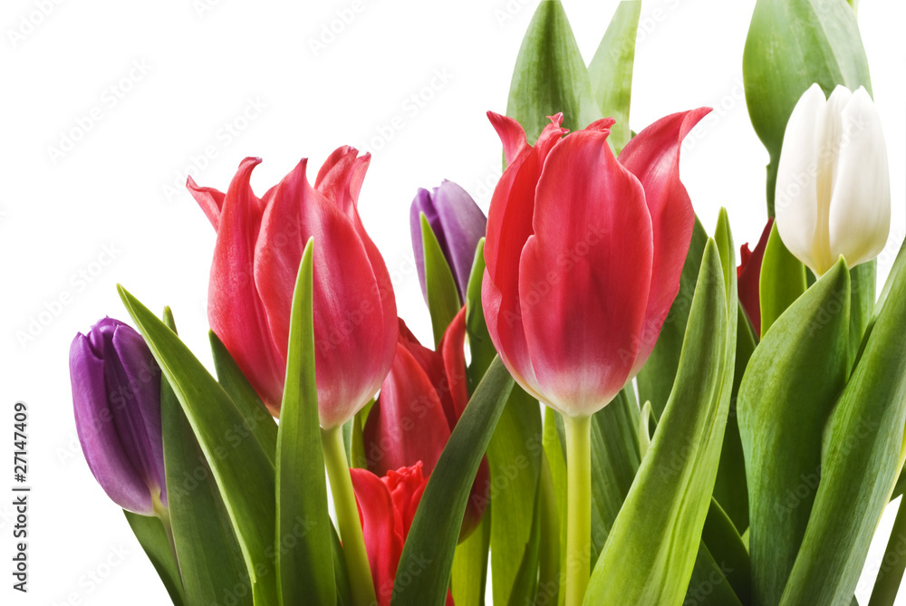 Tulips in red white and purple Tulips in red white and purple