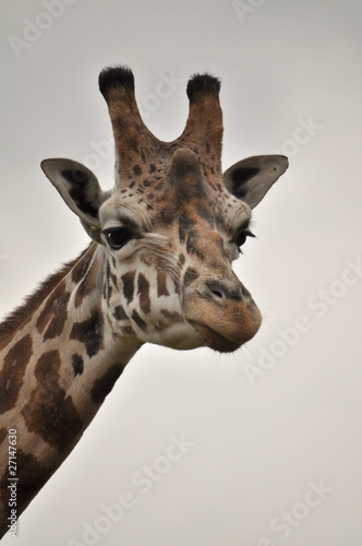 A serious giraffee