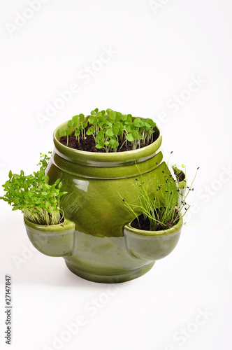 Herbs in flowerpot