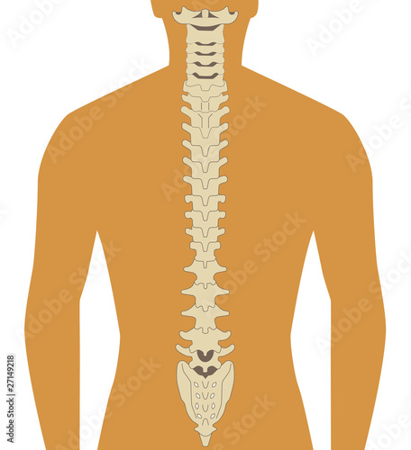 spine