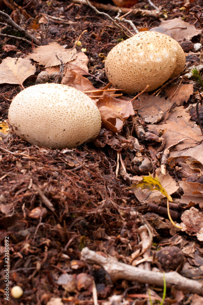 scleroderma scleroderma