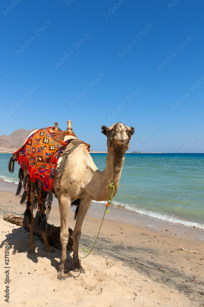 camel in taba