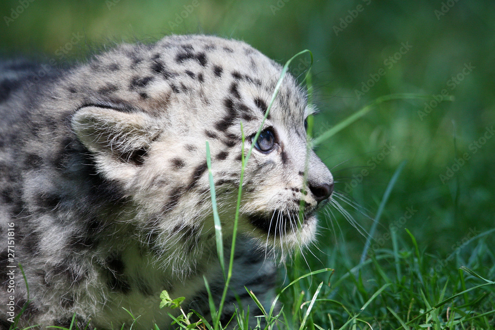 Obraz premium Schneeleopard