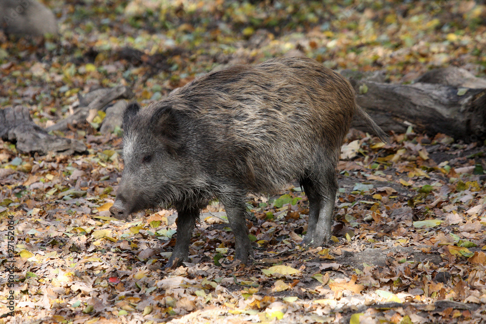 Wildschwein Wildschwein