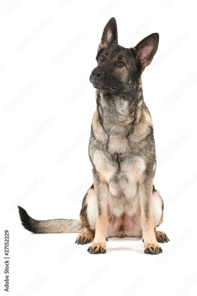 grey german shepherd dog