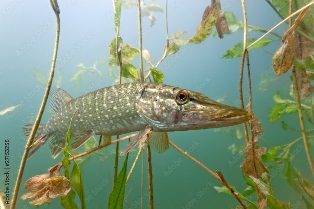 Pike in the lake