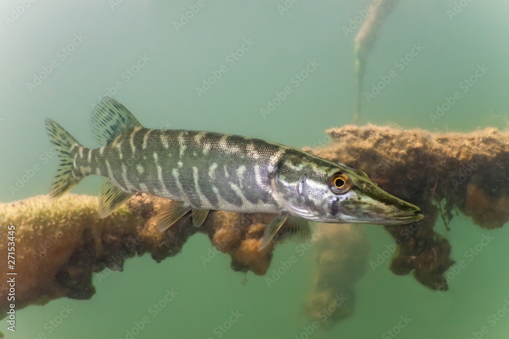 Pike in the lake
