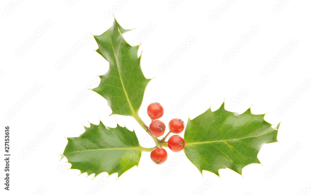 Holly sprig Holly sprig