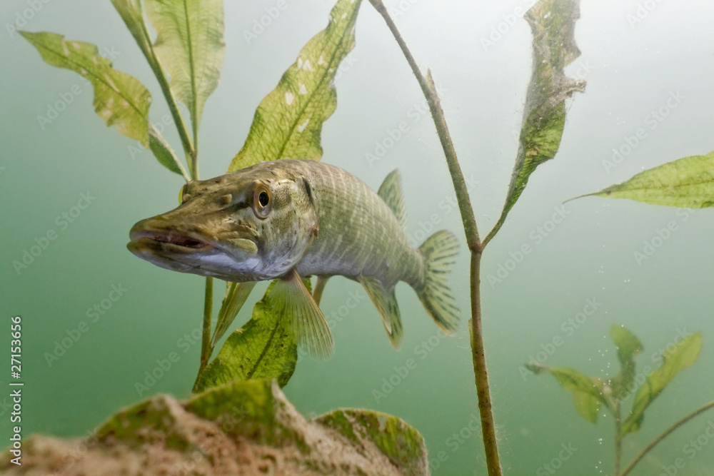 Pike in the lake