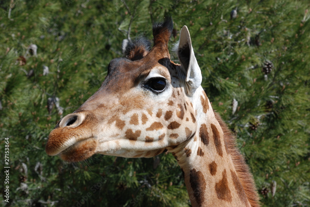 Obraz premium exotisme