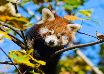 Fotobehang Panda Babyrode panda met donzige vacht  © bertys30