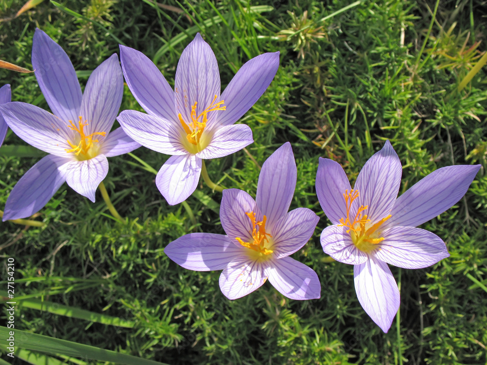 Fototapeta premium Colchicum
