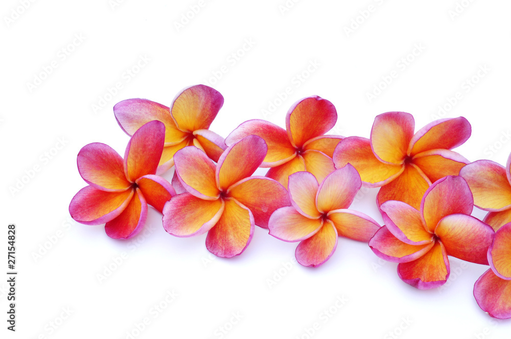 Red Frangipani flower Red Frangipani flower