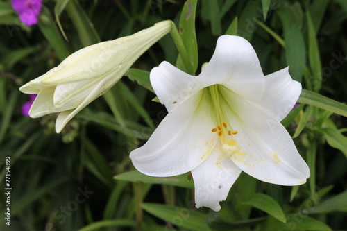 Fototapeta Naklejka Na Ścianę i Meble -  Lys Oriental