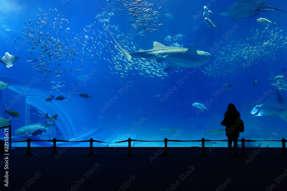 Fototapeta premium aquarium tank