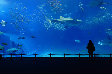 aquarium tank