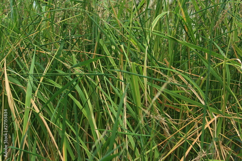 Reispflanze,Oryza sativa