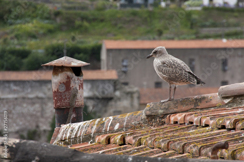 Gaviota y chimenea en el tejado