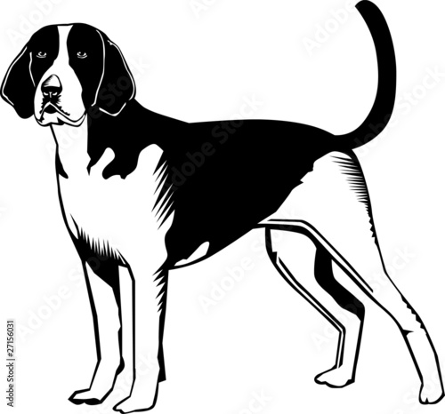 Black and white American Fox hound dog