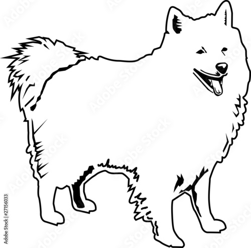 American eskimo black and white