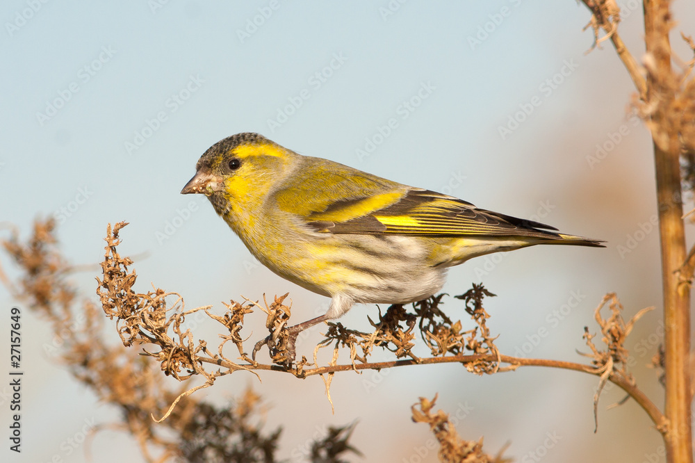 Fototapeta premium Siskin in autumn (Carduelis spinus)