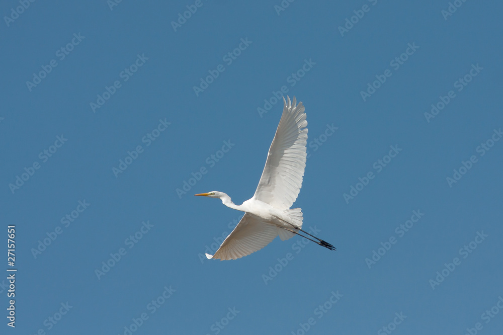 Great egret in flight Great egret in flight