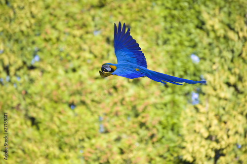 Stunning image of green winged macaw in flight with vibrant wing