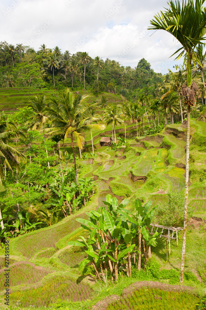 Bali rice field Bali rice field
