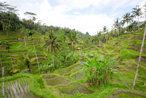 Bali rice field