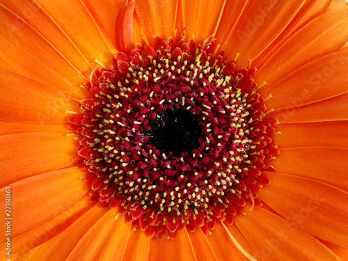 Orange Gerbera Flower Close Up