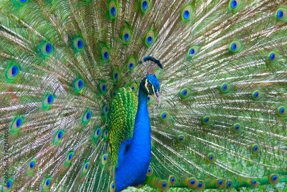 Obraz premium Beautiful color peacock