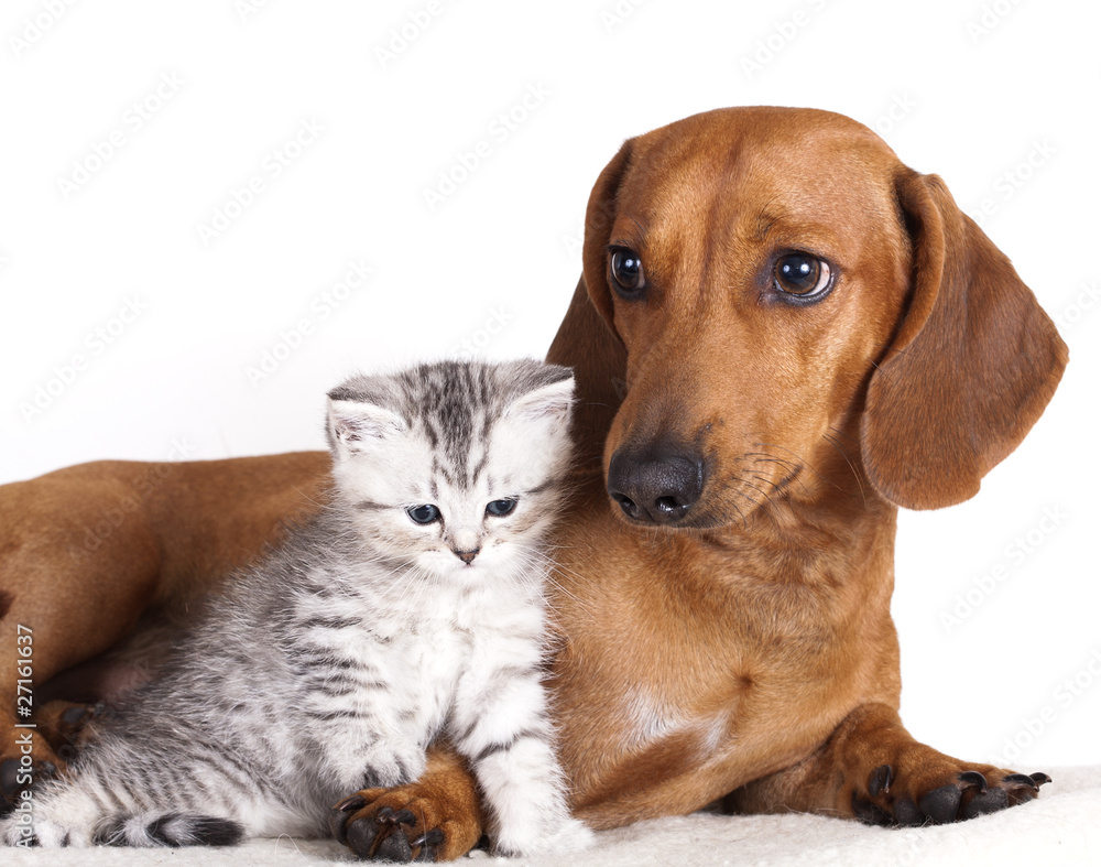 British kitten and dog dachshund