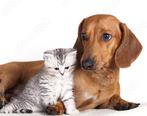 British kitten and dog dachshund