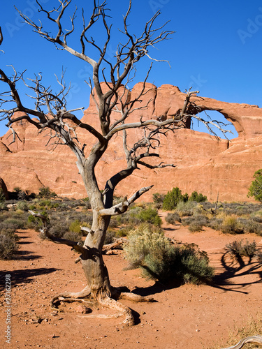 Lone Dead Tree and Skyline Arch