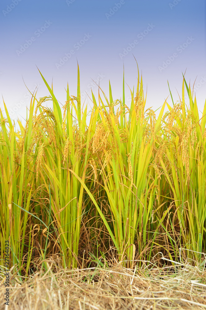 Obraz premium shot of rice field and drops