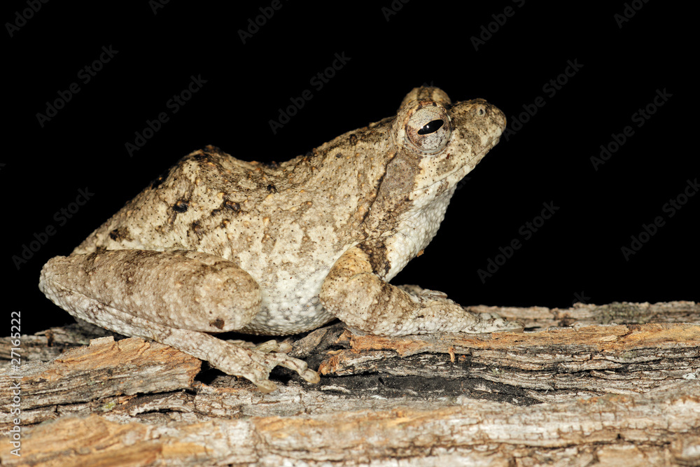 Fototapeta premium Foam nest frog, South Africa