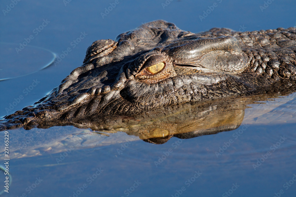 Naklejka premium Saltwater crocodile, Kakadu N/P, Australia