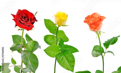 three roses with green leaves on a white background
