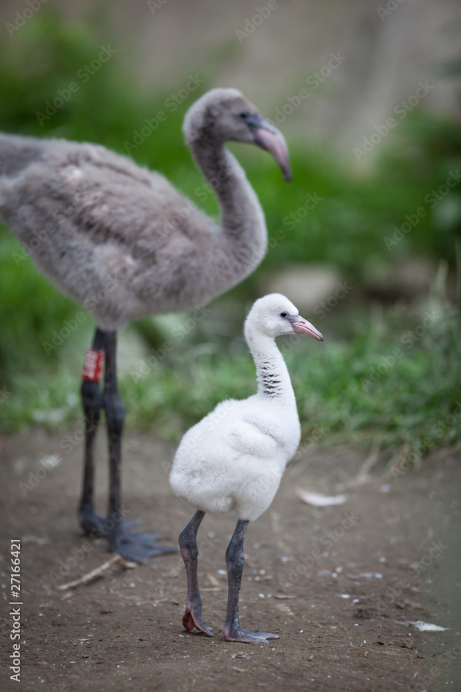 Naklejka premium Pink Flamingos