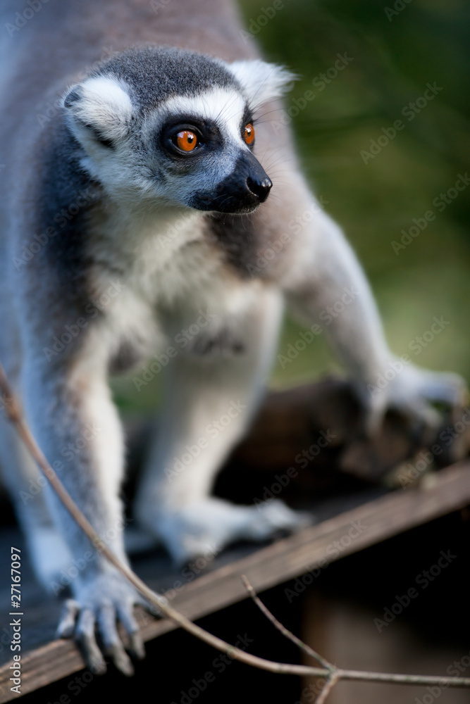 Obraz premium Lemur kata (Lemur catta)